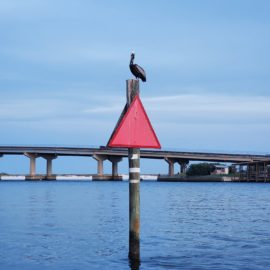 Soaring Brown Pelicans