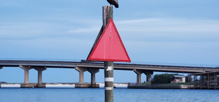 Soaring Brown Pelicans