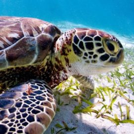 Sea Turtles in Coastal Alabama