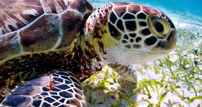 Sea Turtles in Coastal Alabama