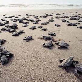 Sea Turtle Nesting Season