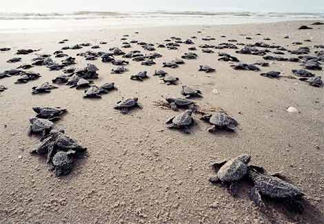 Sea Turtle Nesting Season