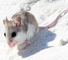 The Alabama Beach Mouse