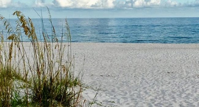 White Sand and the Beauty of Dune Grass