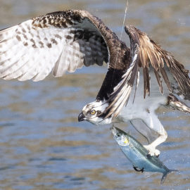 Osprey