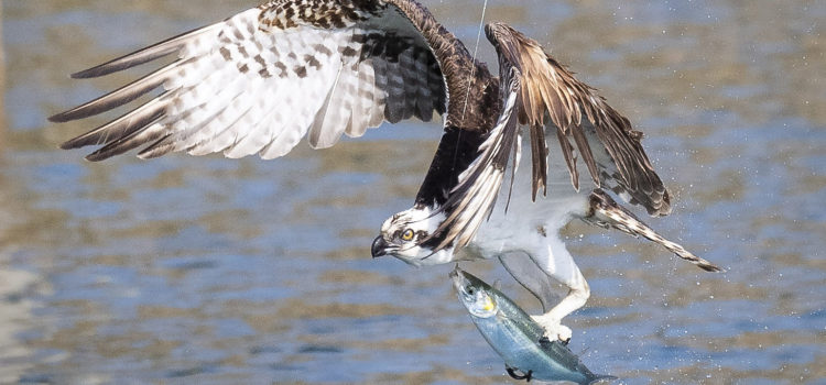 Osprey